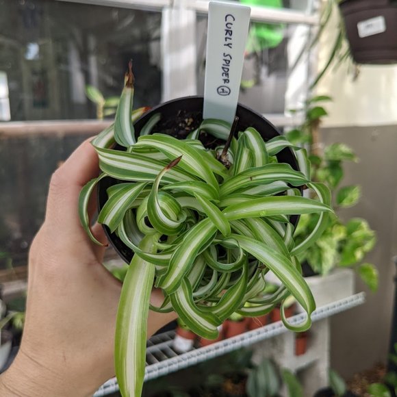Chlorophytum comosum 'Curly Spider Plant' - Picture 3 of 3